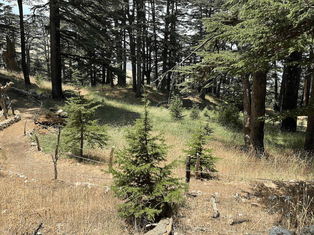 A baby Cedar tree is 50 years old by Carlo Mahfouz.