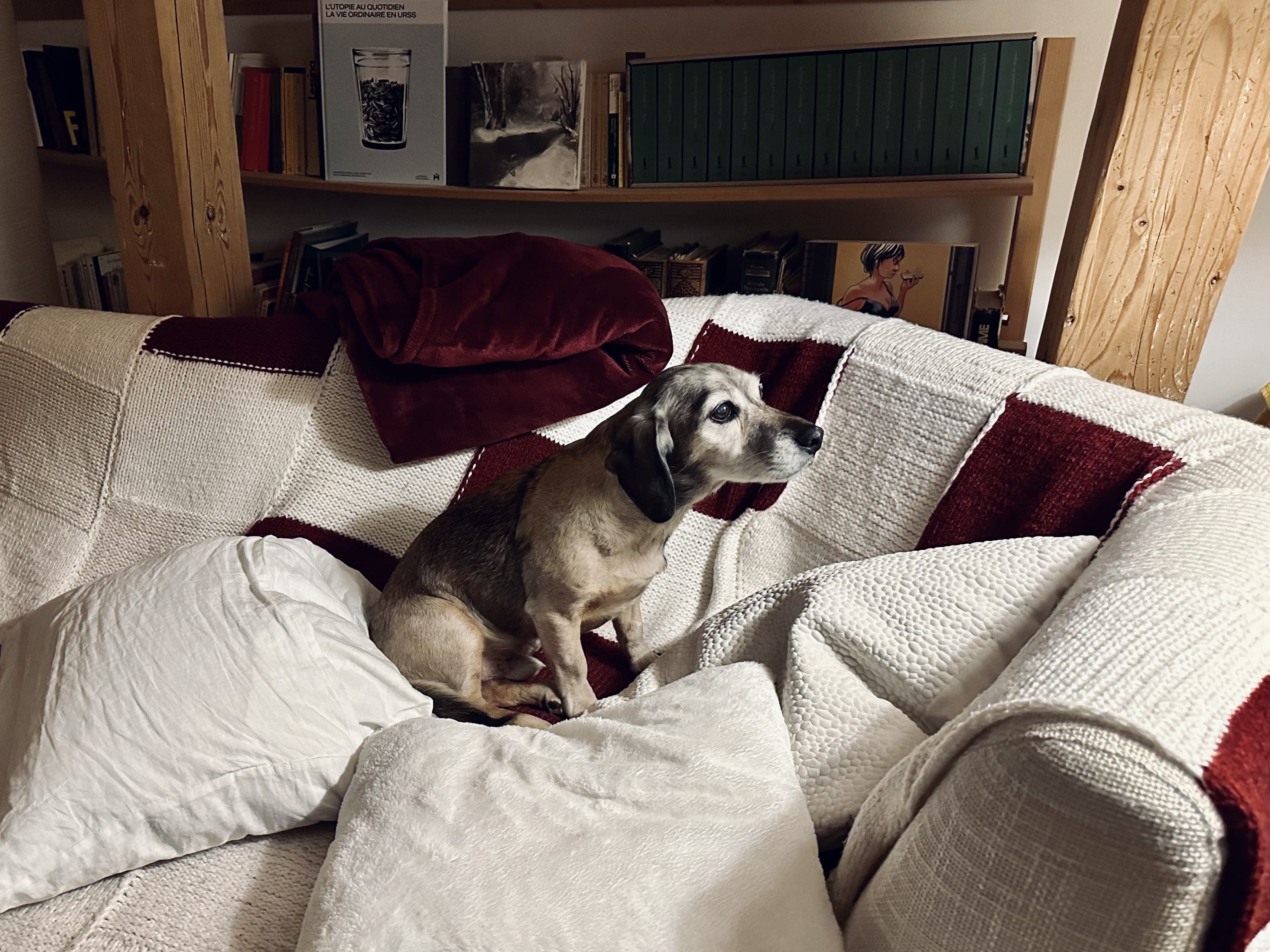 Ghengis sitting in his bed by Carlo Mahfouz.